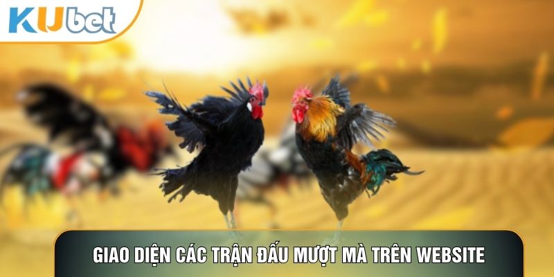 Giao diện các trận đấu mượt mà trên website