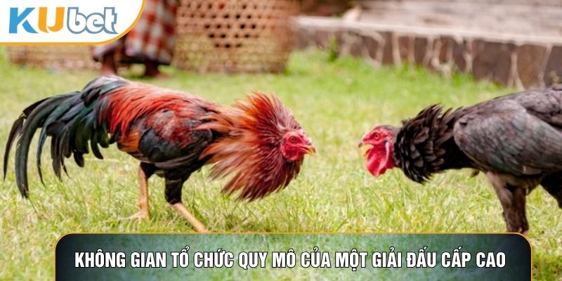 Không gian tổ chức quy mô của một giải đấu cấp cao